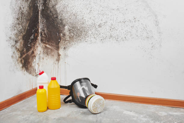 Best Black Mold Removal  in Glencoe, MN