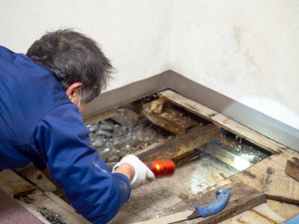 Best Attic Mold Removal  in Glencoe, MN