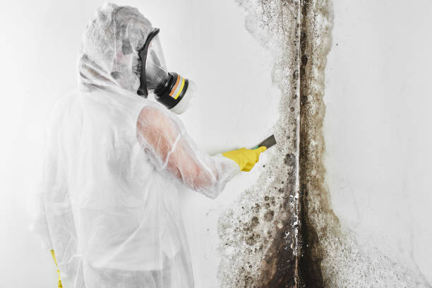 Best Mold Testing  in Glencoe, MN