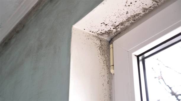 Best Residential Mold Removal  in Glencoe, MN