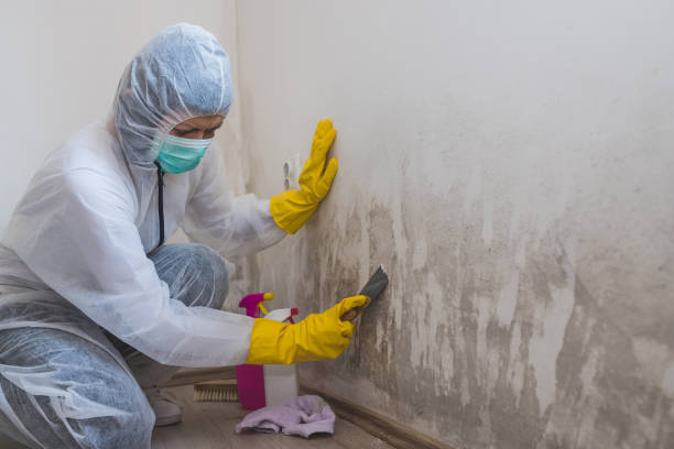 Best Mold Damage Repair  in Glencoe, MN