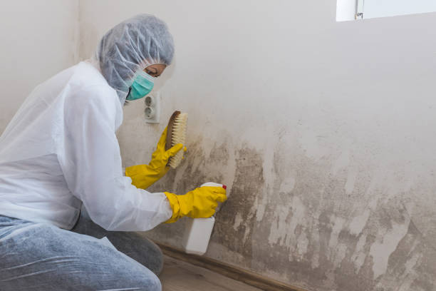Glencoe, MN Mold Removal Company