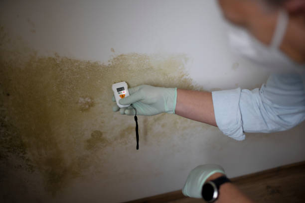 Best Water Damage Restoration  in Glencoe, MN