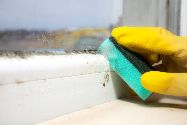 Best Toxic Mold Removal  in Glencoe, MN