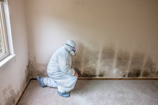 Best Commercial Mold Removal  in Glencoe, MN