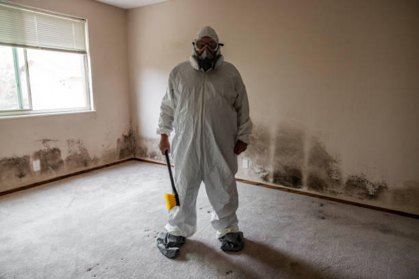 Mold Removal Process in Glencoe, MN