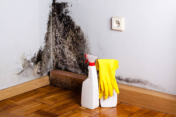 Best Mold Inspection  in Glencoe, MN