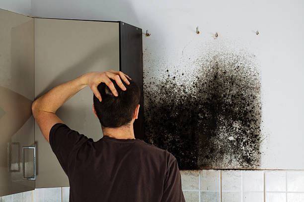 Best Professional Mold Removal  in Glencoe, MN